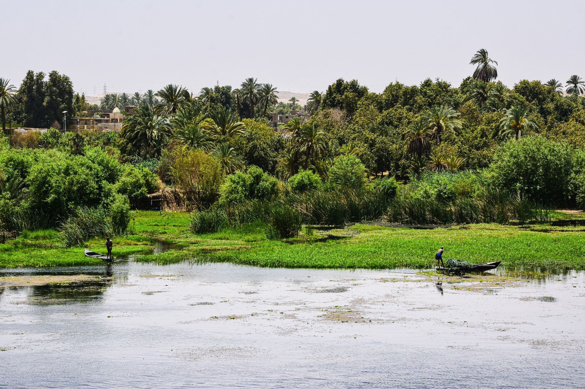 Birdwatching in Egypt: Best Sites & Seasons
