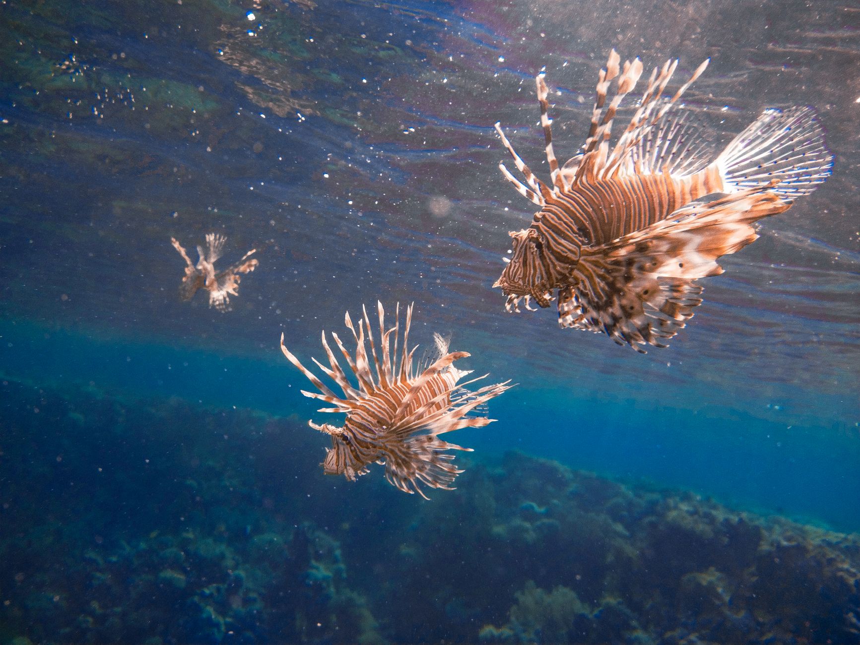 Getting Dive Certified in the Red Sea: Your 2026 Guide