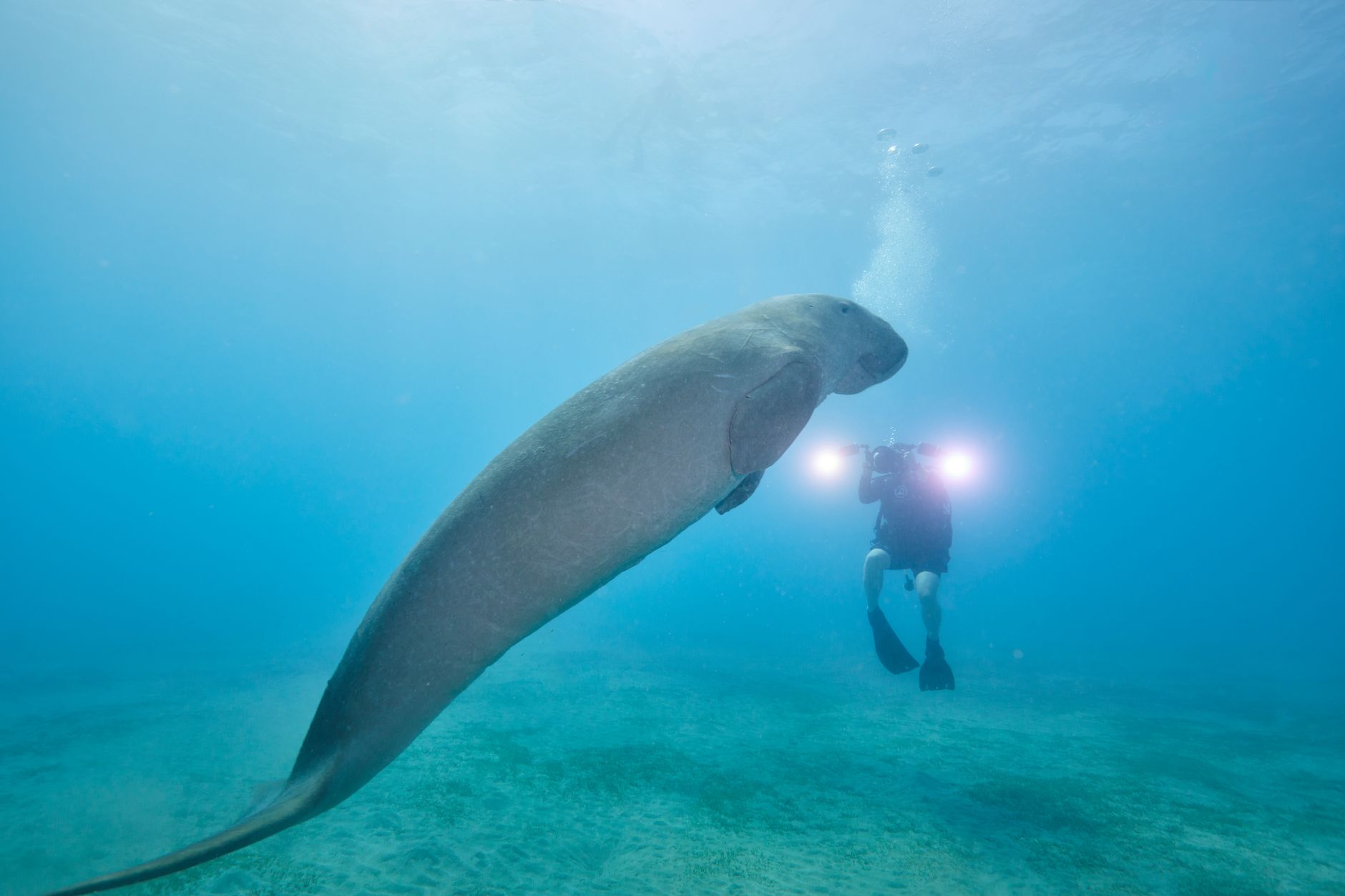 Marsa Alam Diving: Dugongs & Untouched Reefs