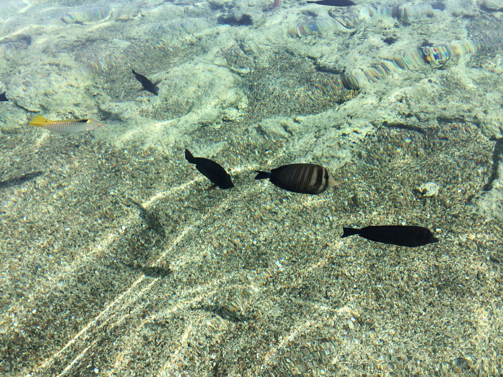 Marsa Alam : plongée, dugongs et récifs préservés