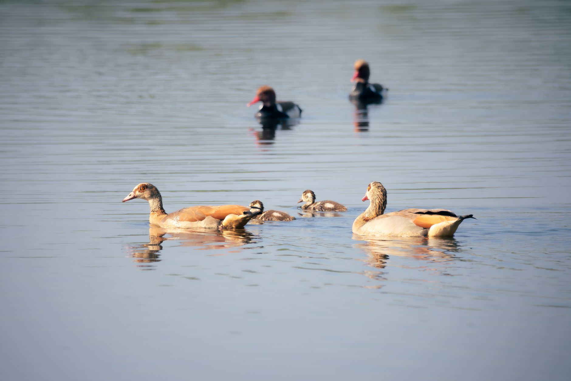 Observation des oiseaux en Égypte : sites et périodes