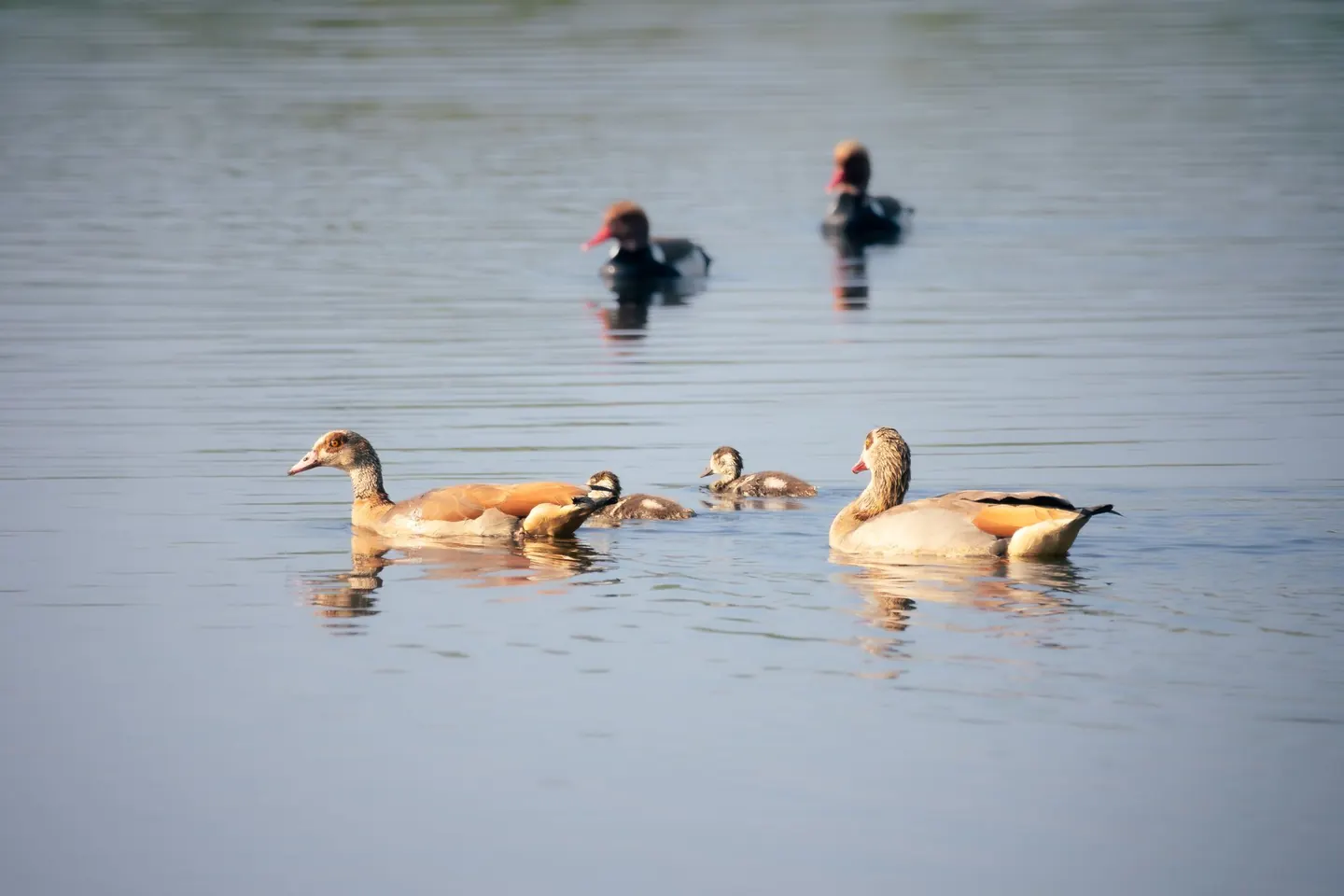 Observation des oiseaux en Égypte : sites et périodes