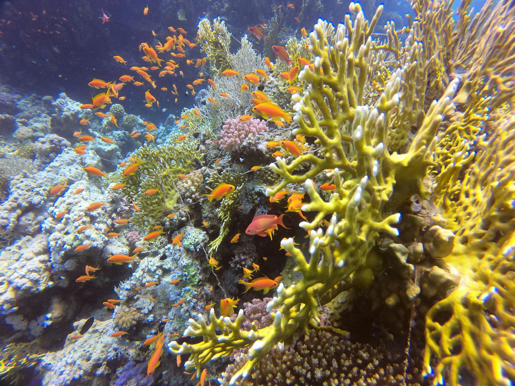 Passer son niveau de plongée en mer Rouge : guide complet
