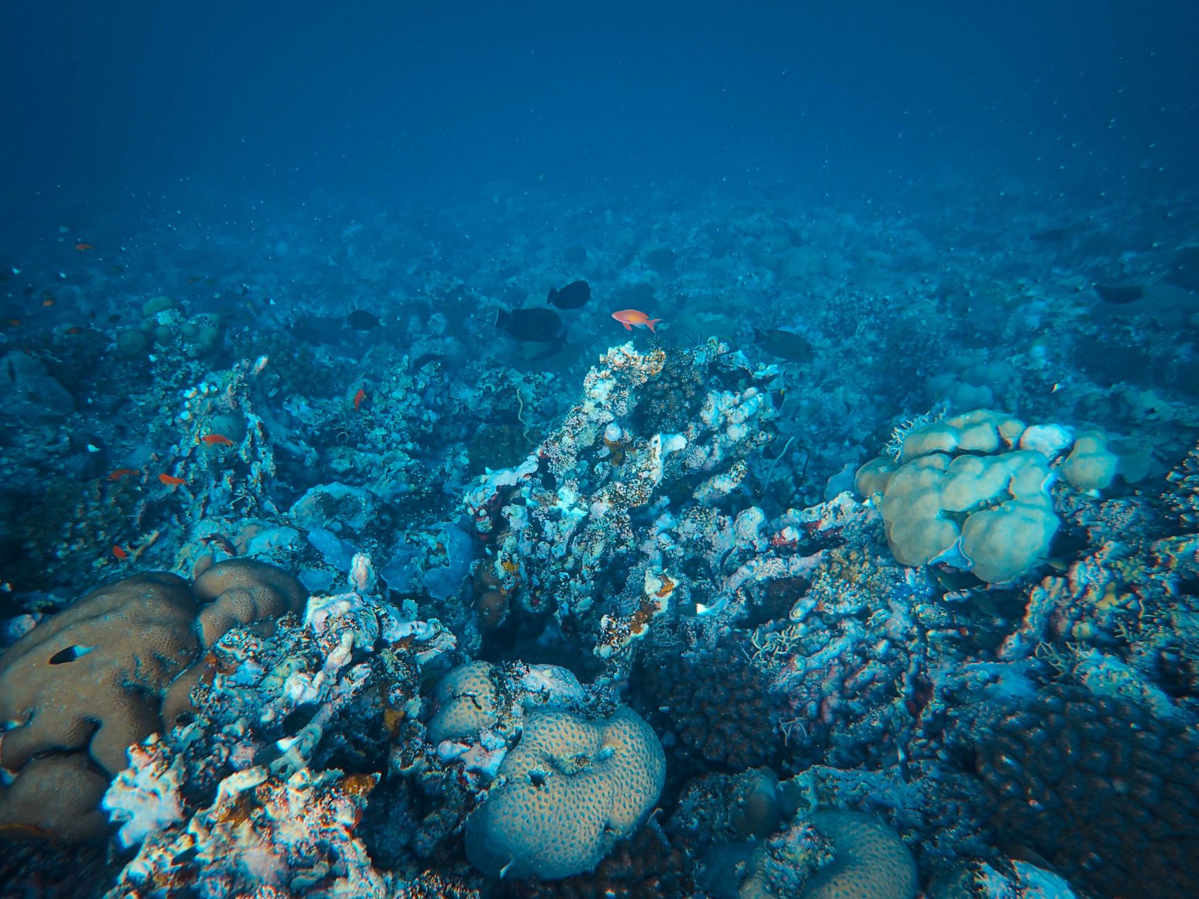 Snorkeling in Dahab: The Complete Guide for 2026