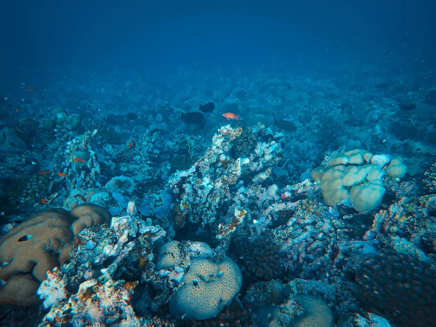 Snorkeling in Dahab: The Complete Guide for 2026